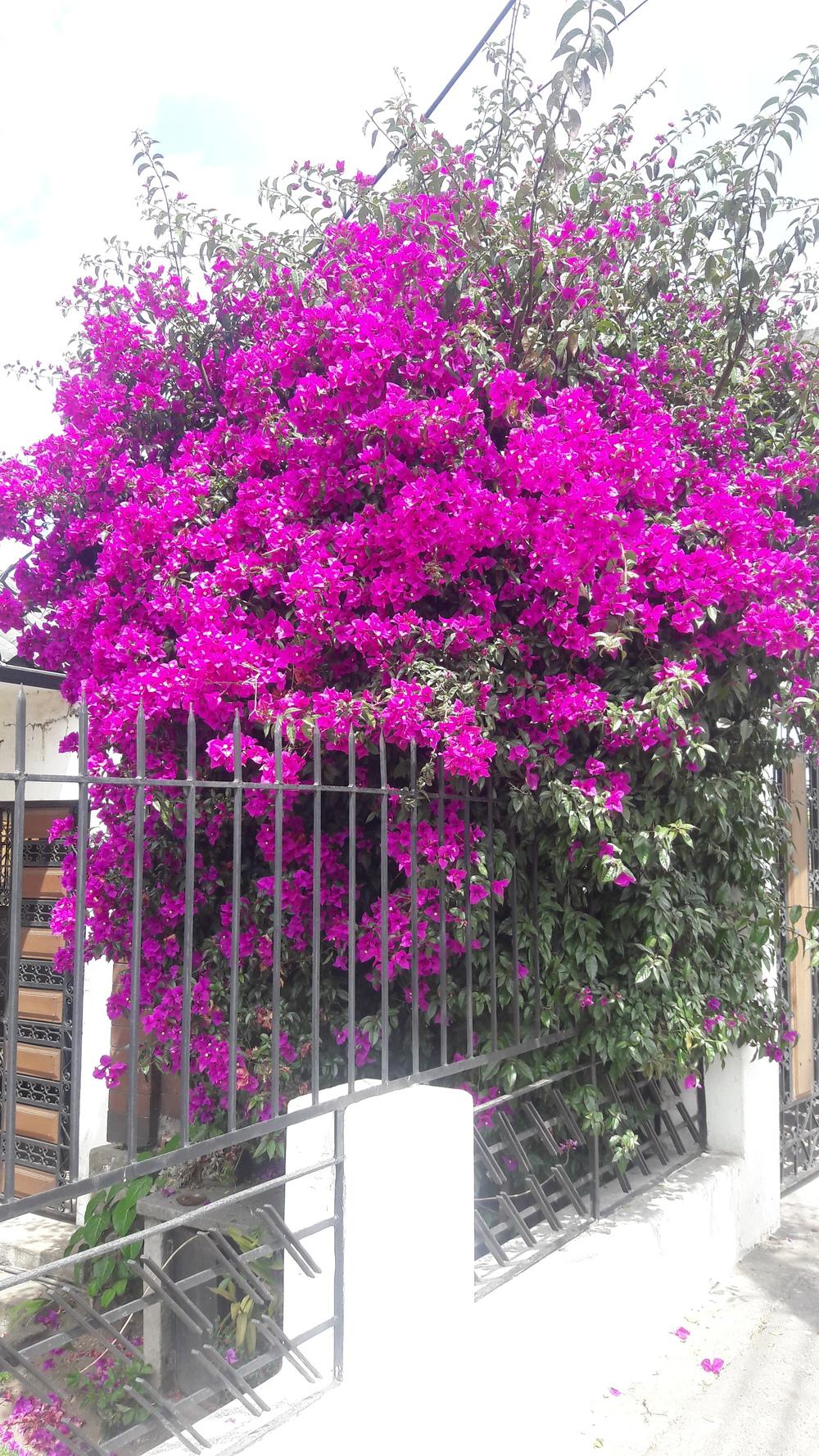 Bougainvilleas Plant Care and Collection of Varieties