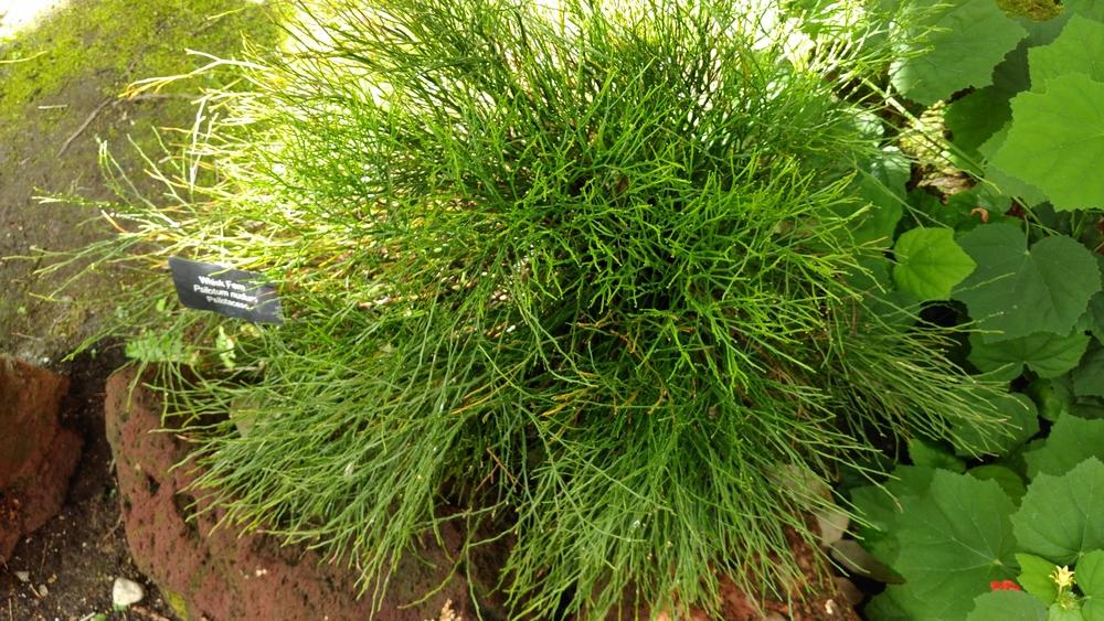 Photo of the entire plant of Whisk Fern (Psilotum nudum) posted by DogsNDaylilies