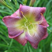 Location: My Garden, Ontario, CanadaDate: 2017-08-07