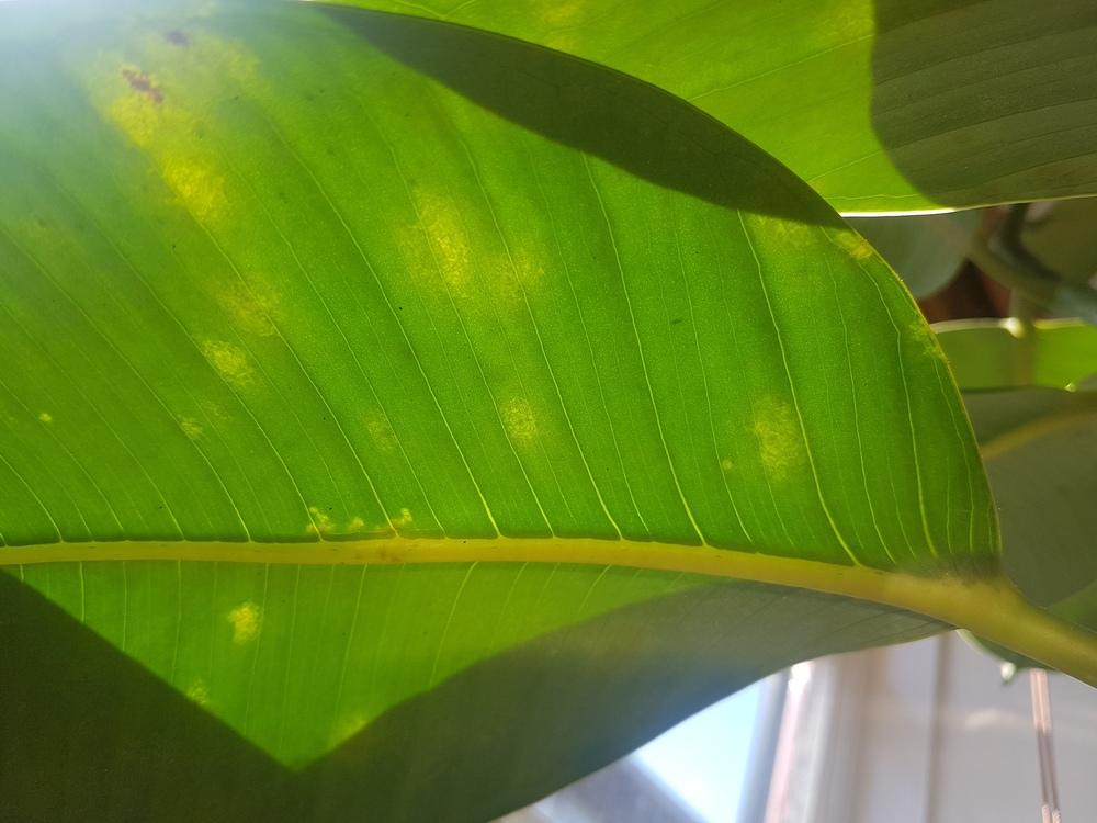 outdoor ficus leaves turning yellow