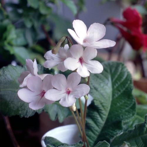Cape Primrose (Streptocarpus 'Kitten Face') in the Cape Primroses Database