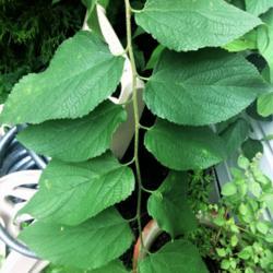 Location: Brownstown Pennsylvania
Date: 2017-08-14