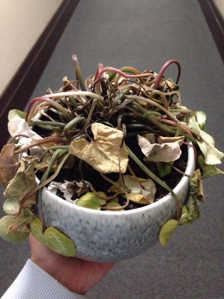 Cyclamen Plant Care In Australia - The Studio Apartments