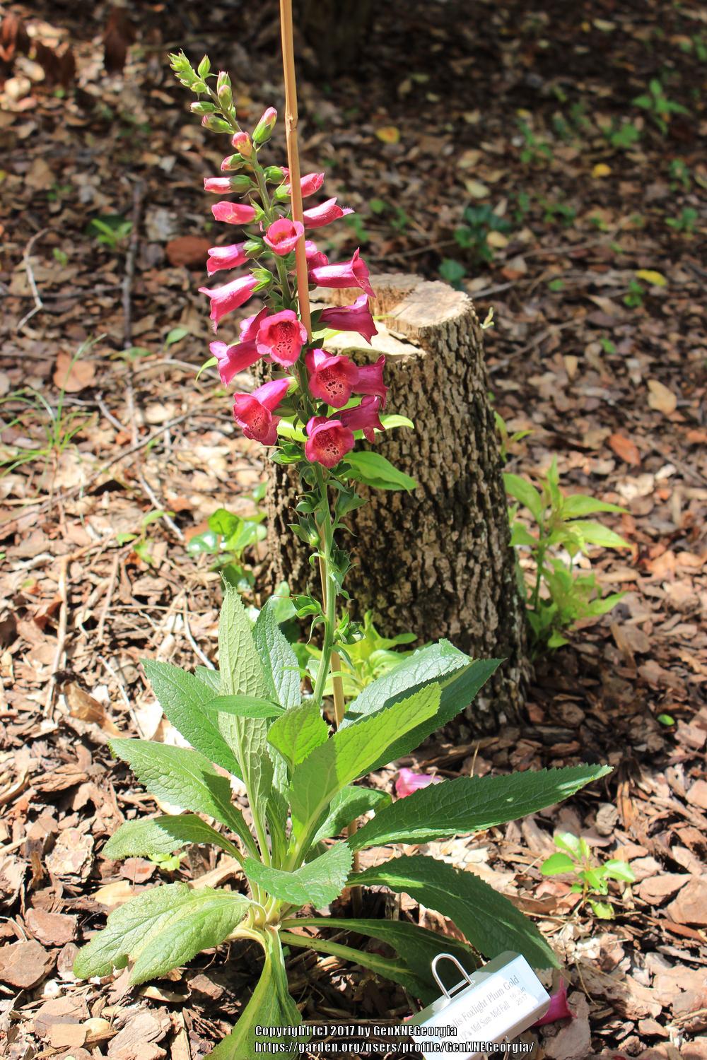 Photo of the entire plant of Foxglove (Digitalis Foxlight™ Plum Gold