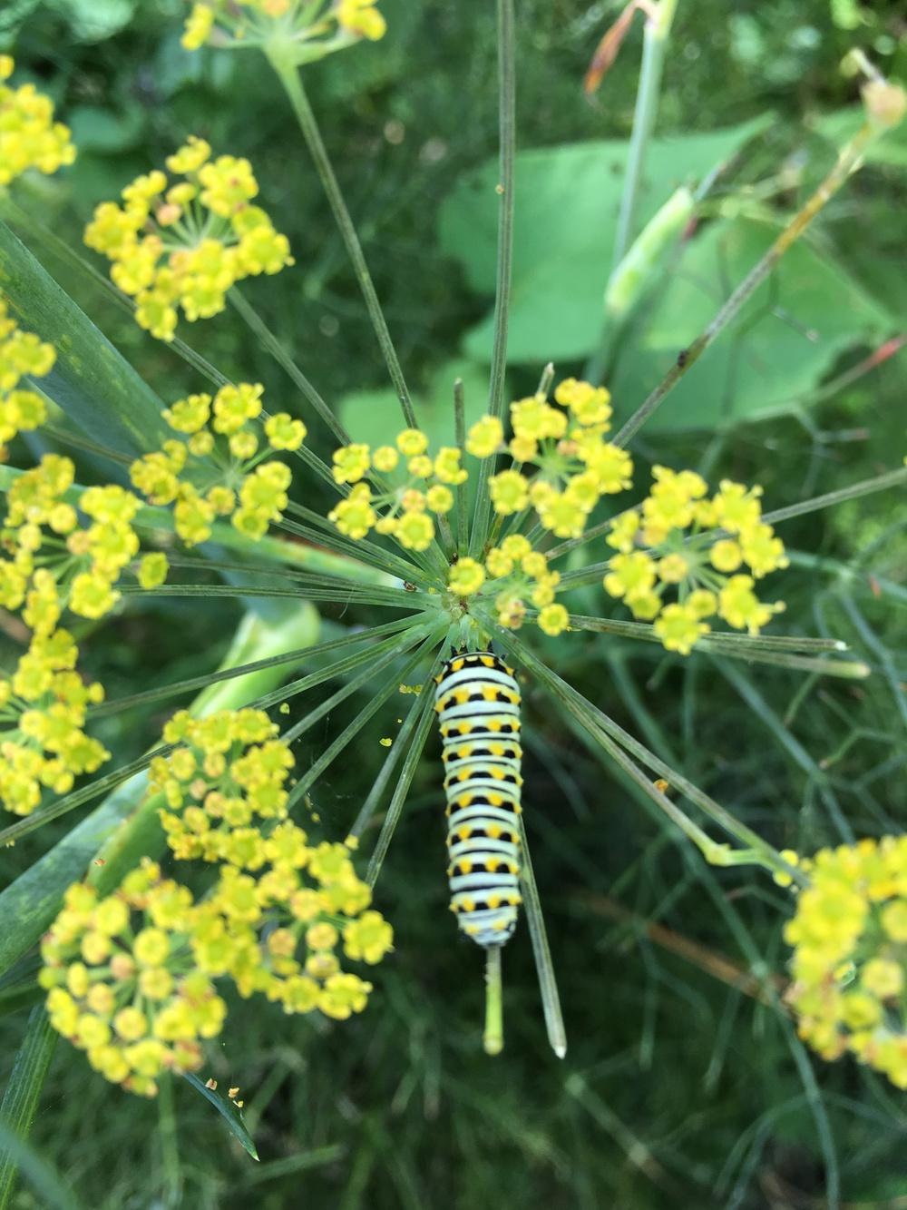 Dills Plant Care and Collection of Varieties