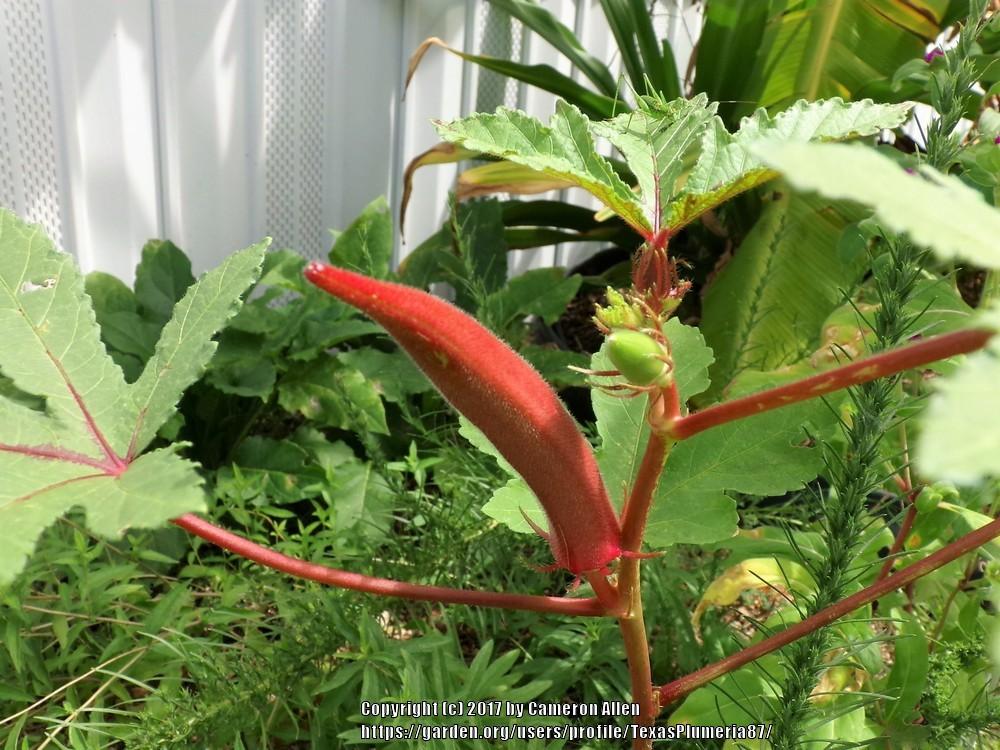 Okra Plant Care and Collection of Varieties
