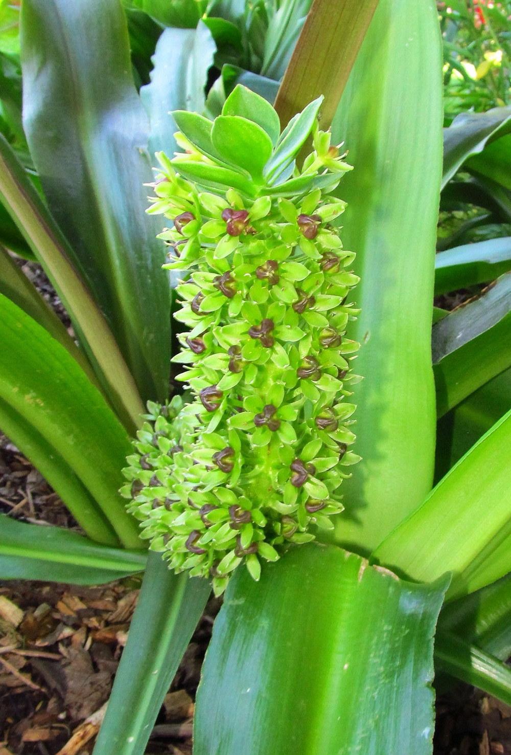 Giant Pineapple Lily pallidiflora)