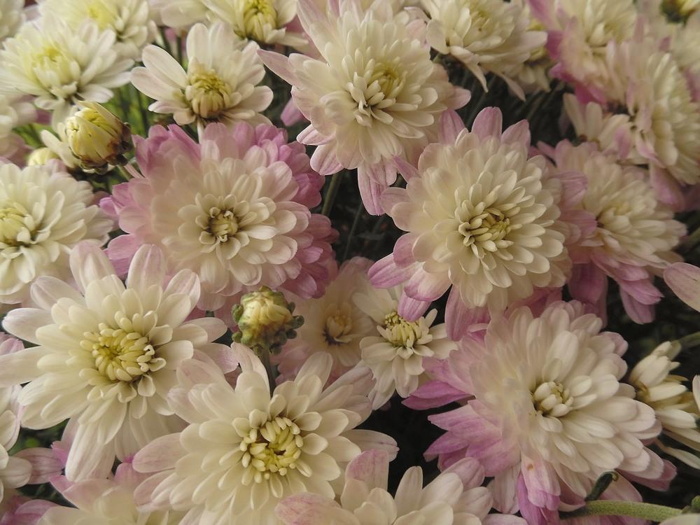 Garden Mum (Chrysanthemum Jacqueline™ Pearl)