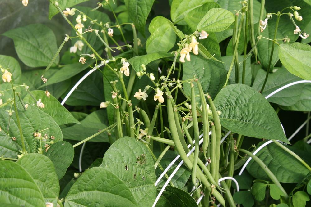 Bush Bean (Phaseolus vulgaris 'Mascotte') in the Beans Database