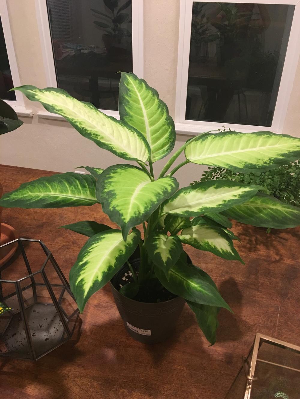 Dumb Cane Plant Care Yellow Leaves Dieffenbachia yellowing House