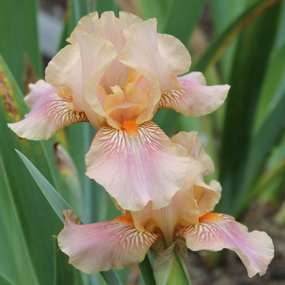 Photo of the bloom of Intermediate Bearded Iris (Iris 'June Rose') posted by Meredith79