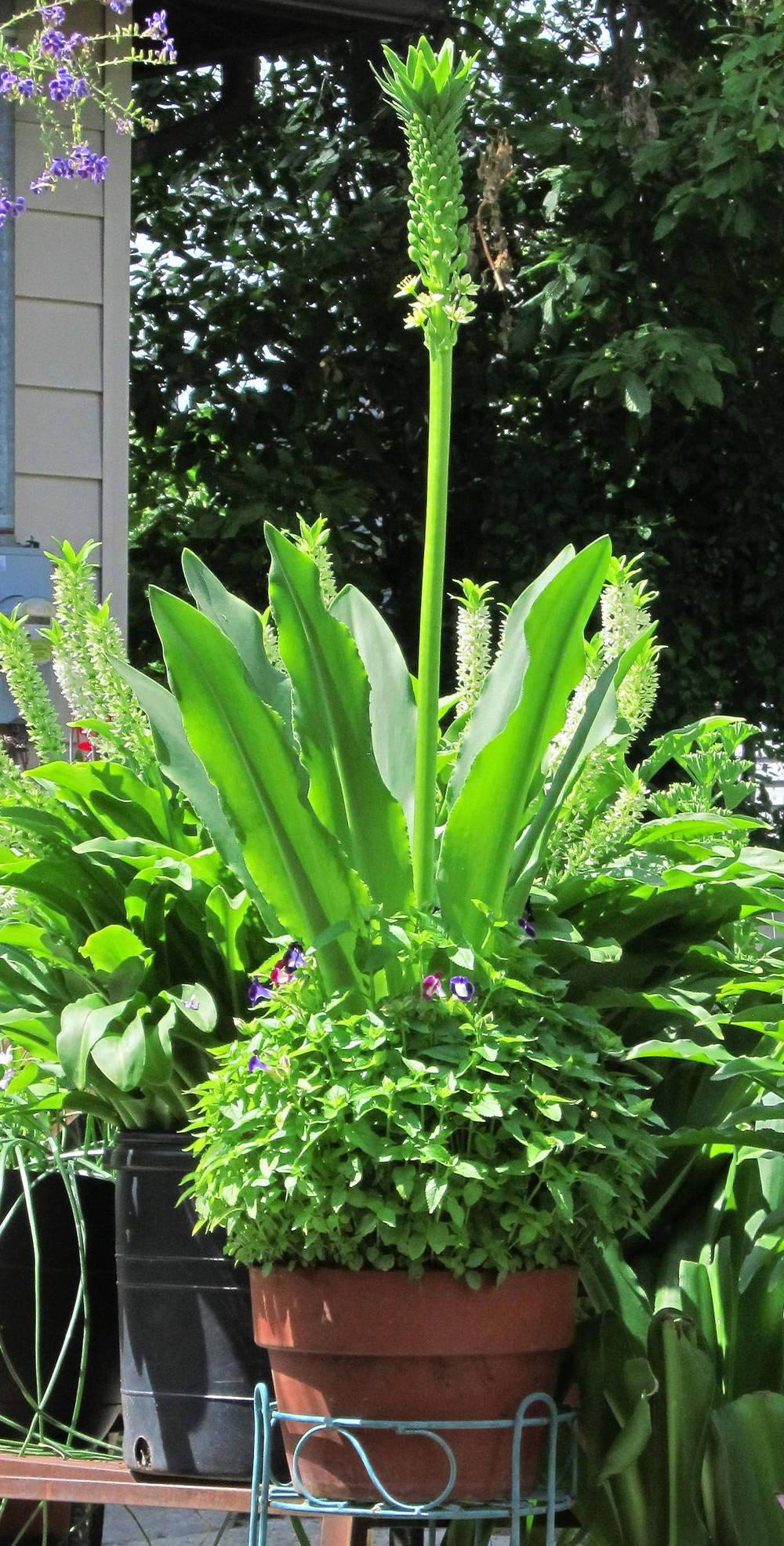 Photo of the entire plant of Giant Pineapple Lily pallidiflora