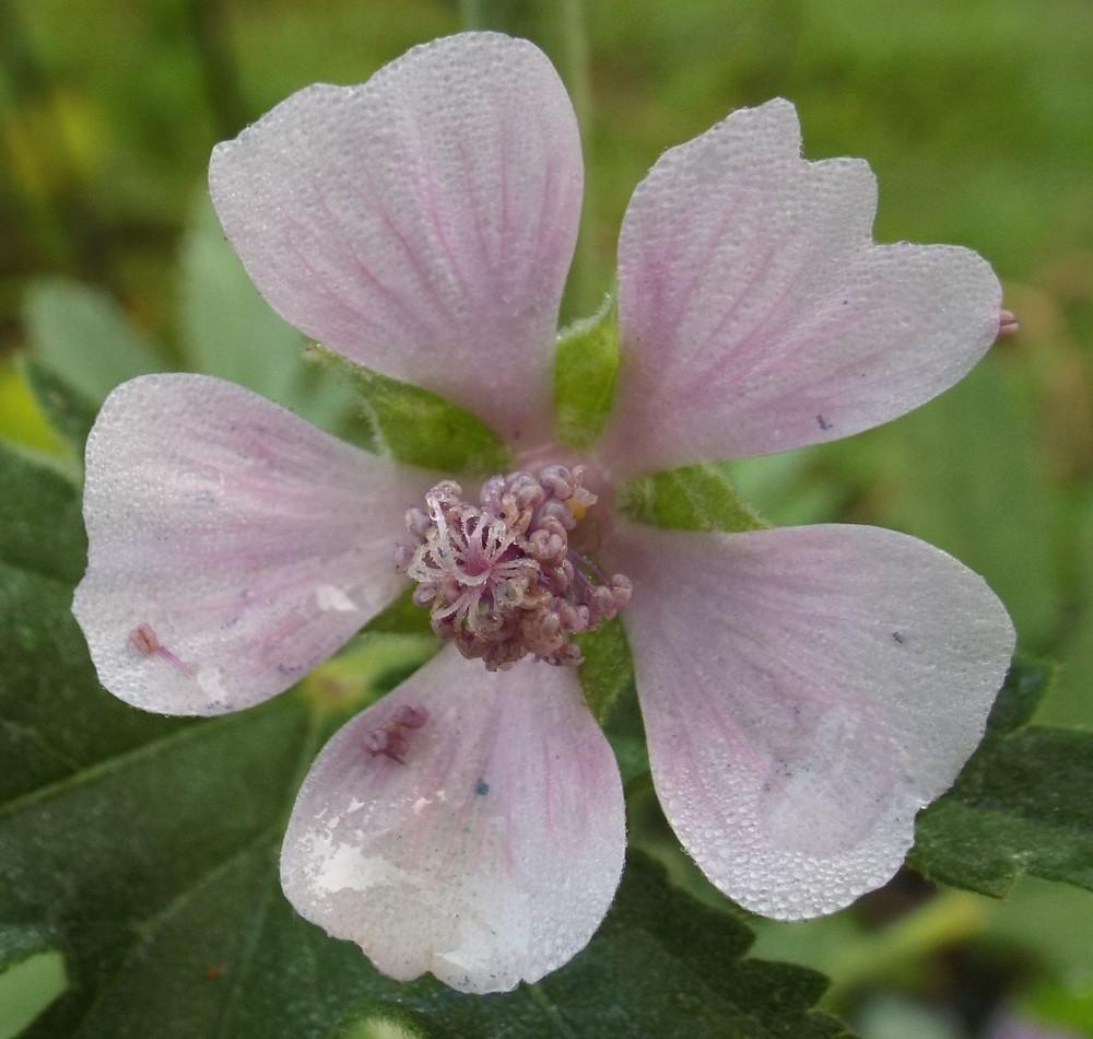 Palm Leaf Marshmallow Althaea Cannabina Garden Palm Leaf Marshmallow Althaea Cannabina Garden