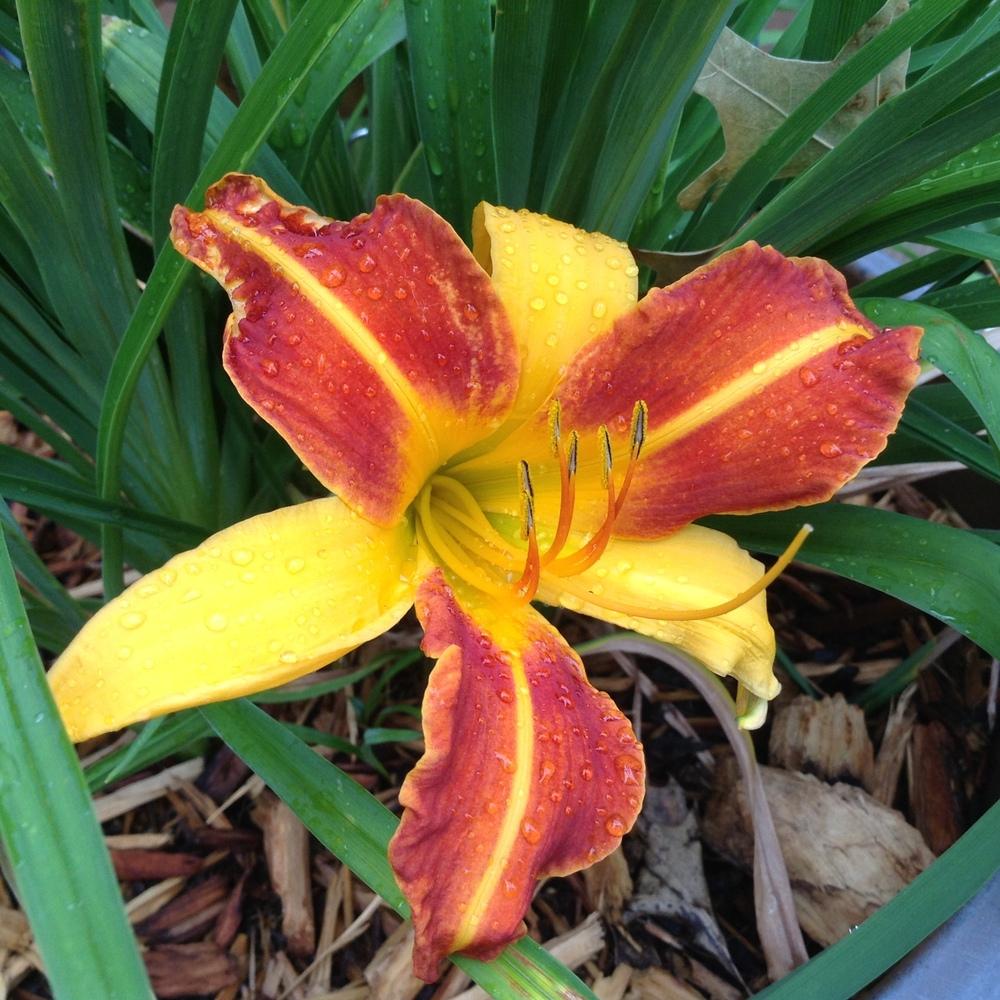 Daylilies forum→What Is/Are Your Favorite Bitone/Bicolor Daylilies
