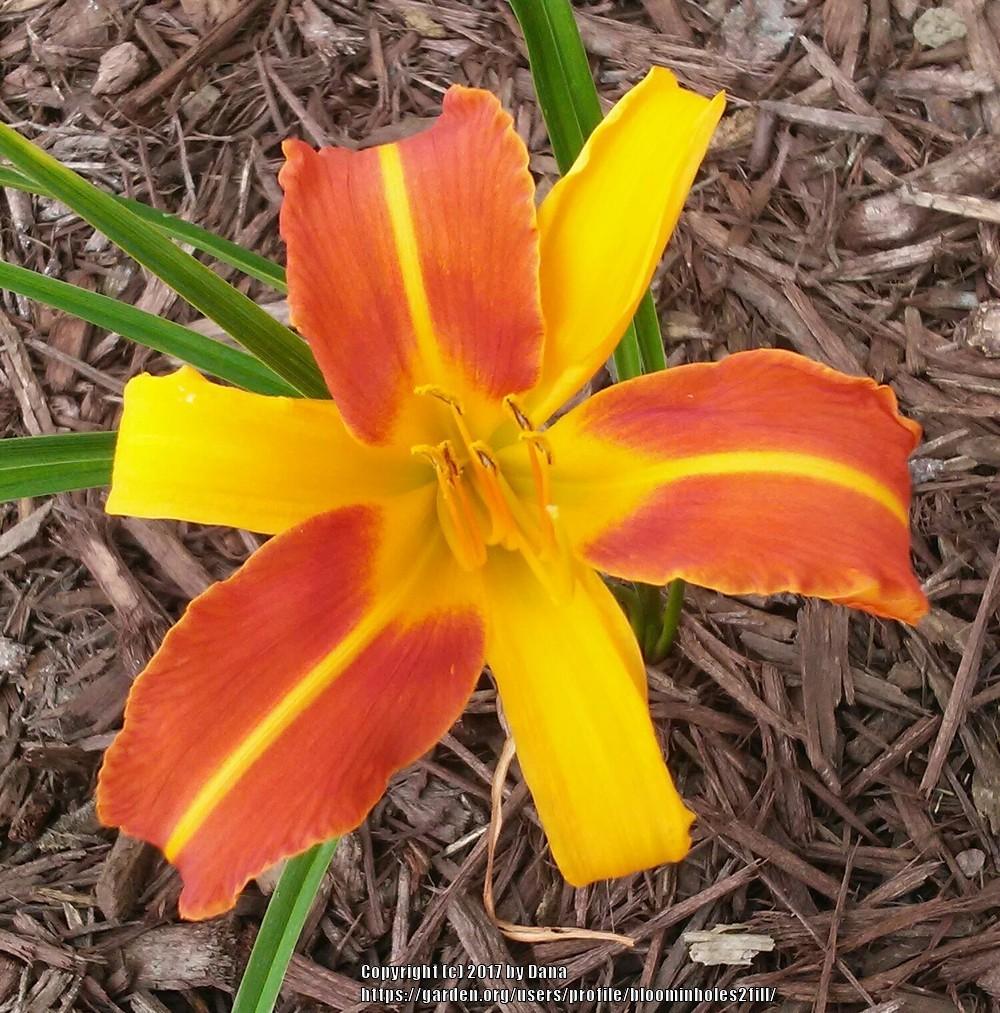 What Is/Are Your Favorite Bitone/Bicolor Daylilies? in the Daylilies