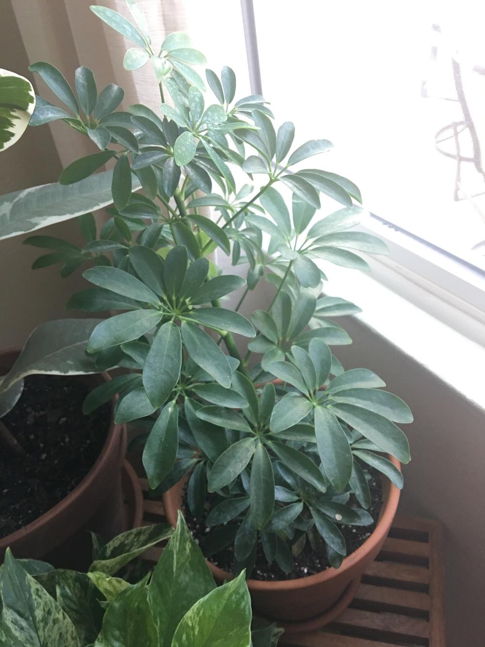 Houseplants Forum Umbrella Plant Garden Org