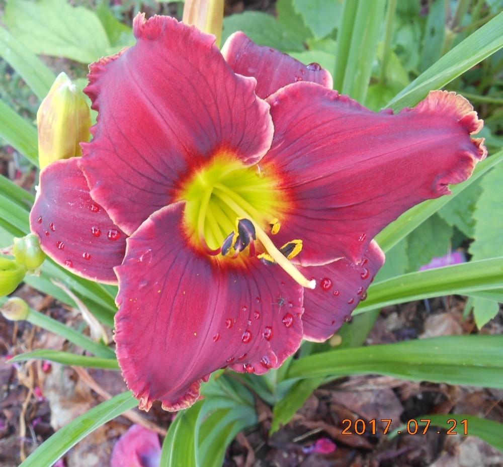 Photo of the bloom of Daylily (Hemerocallis 'Roses in Snow') posted by Raven