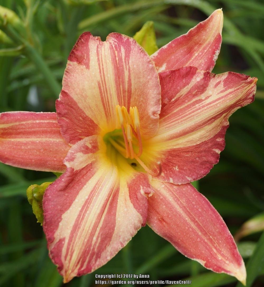 Daylily (Hemerocallis 'Cherry Stripes') in the Daylilies Database