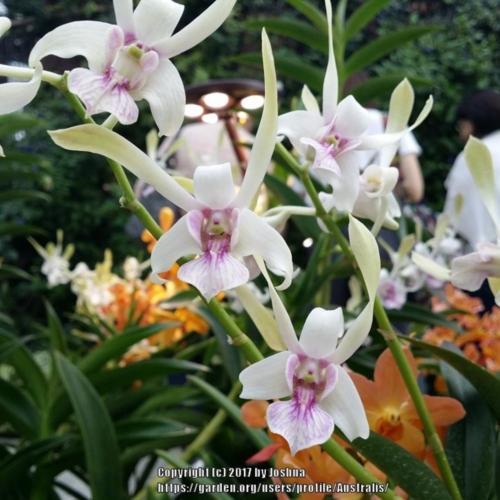 Orchid (Dendrobium Lorrie Mortimer) - Garden.org