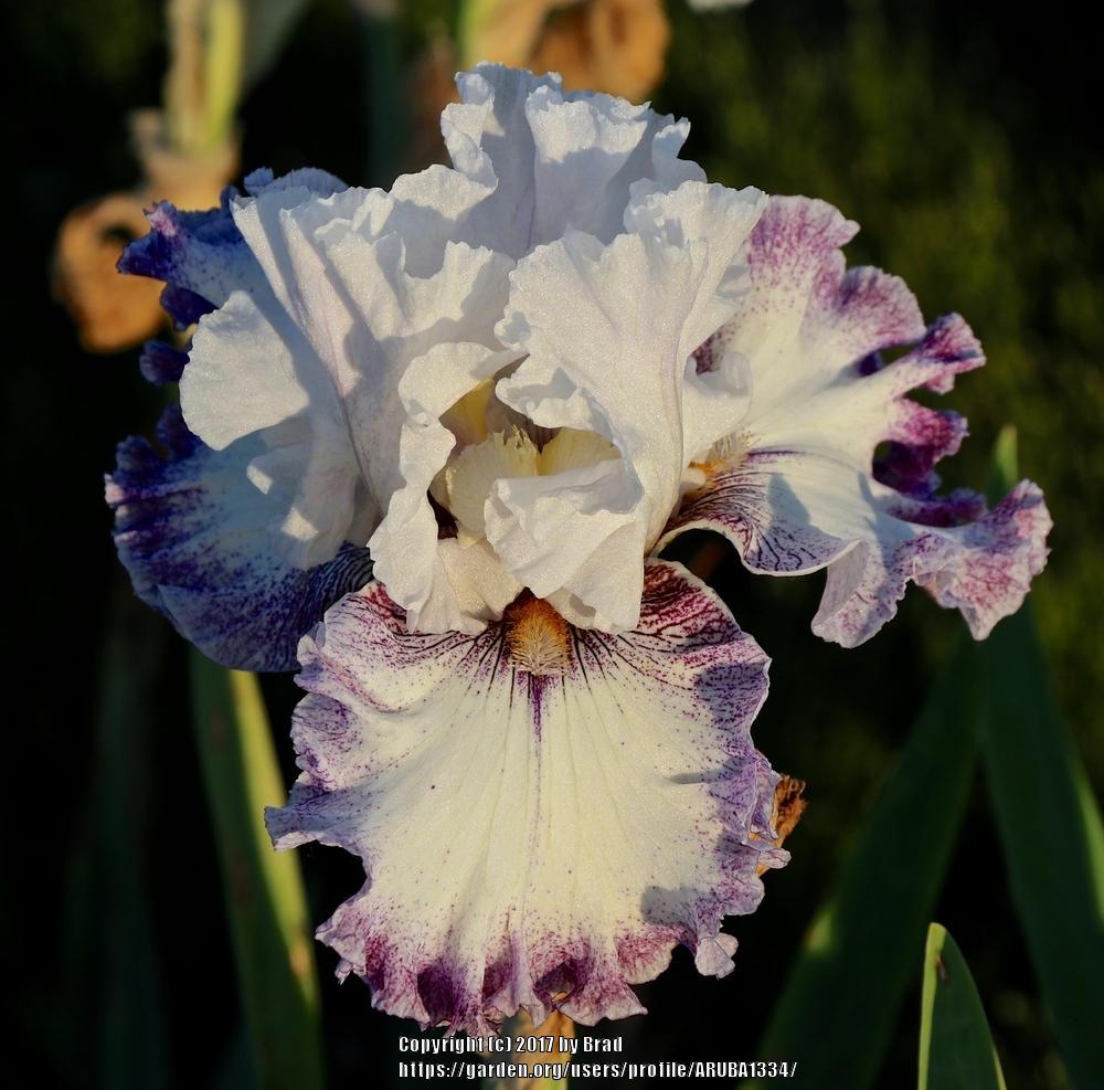 Photo of the bloom of Tall Bearded Iris (Iris 'French Filigree') posted