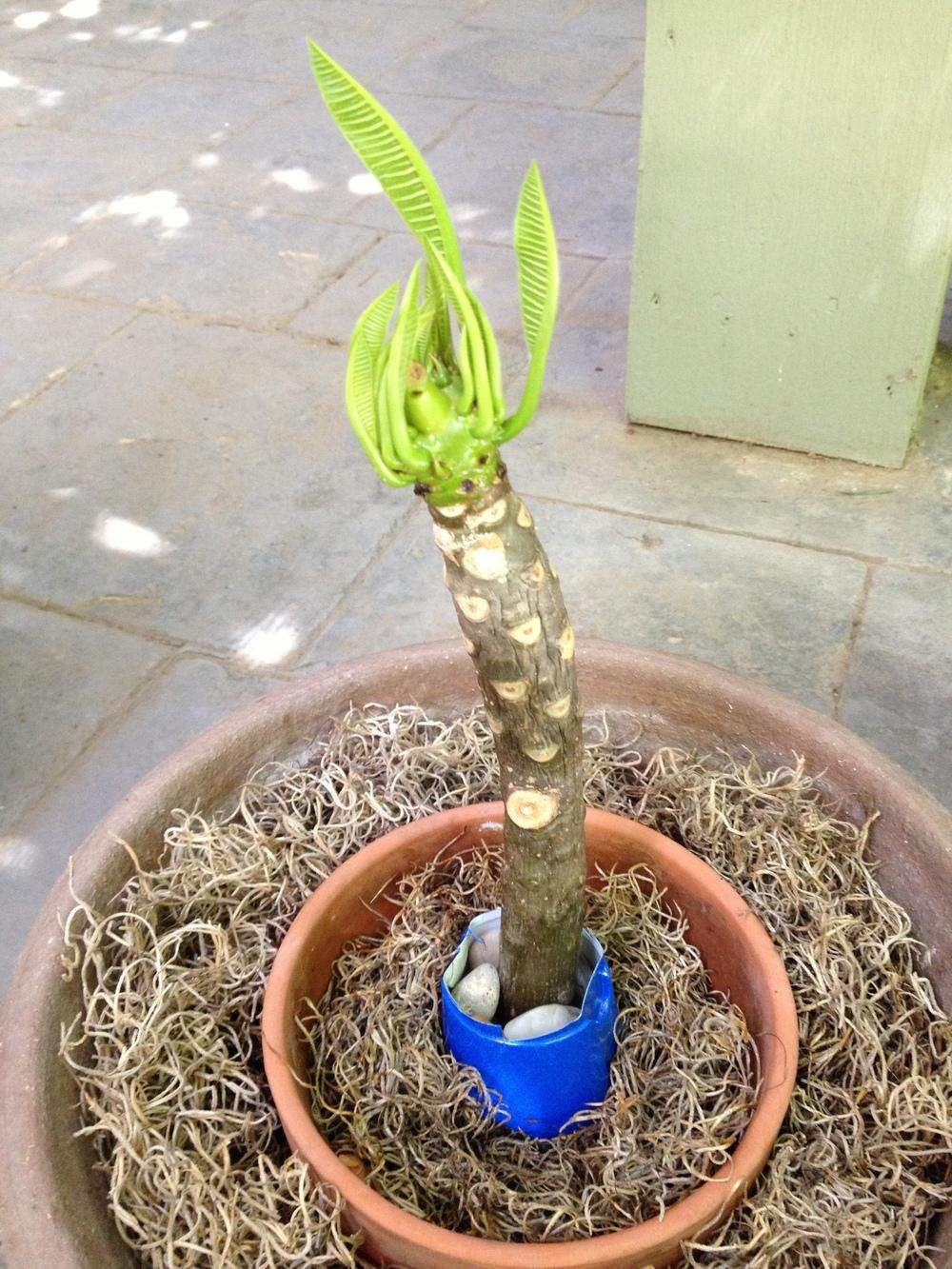What can I do to make this plumeria root? Knowledgebase Question
