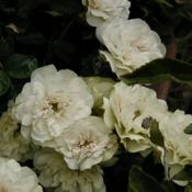 Rose (Rosa 'Green Ice') in the Roses Database - Garden.org