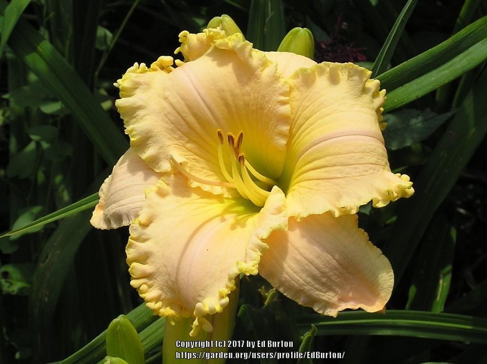Daylily (Hemerocallis 'Wedding in the Snow') in the Daylilies Database