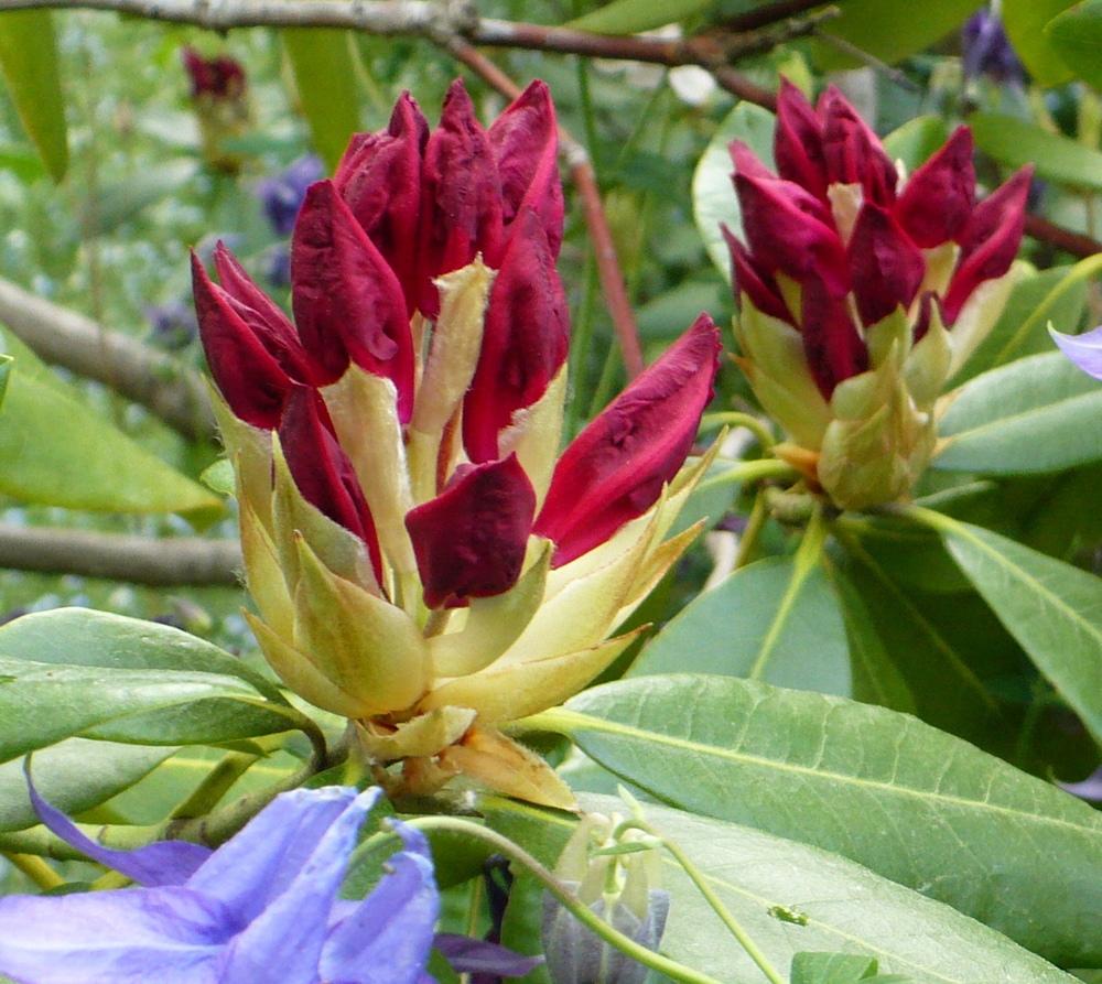 Rhododendrons Plant Care and Collection of Varieties