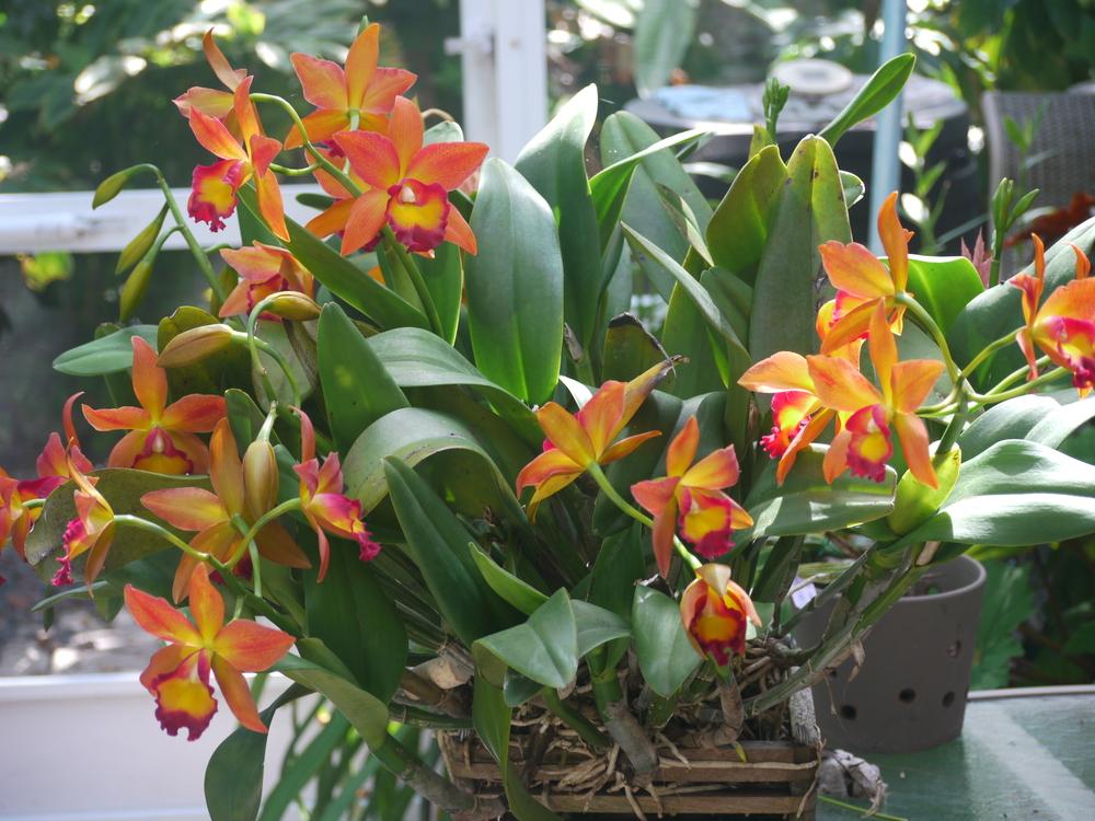 Orchid (Rhyncattleanthe Chief Sweet Orange)