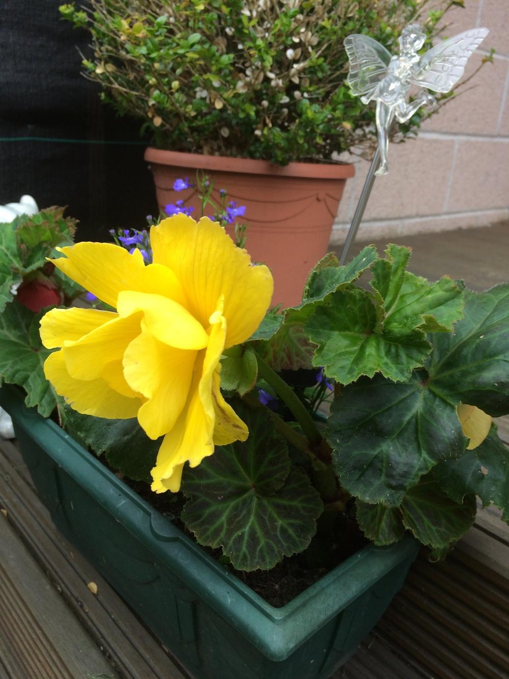 Does anyone know what the name of this plant is!! Knowledgebase