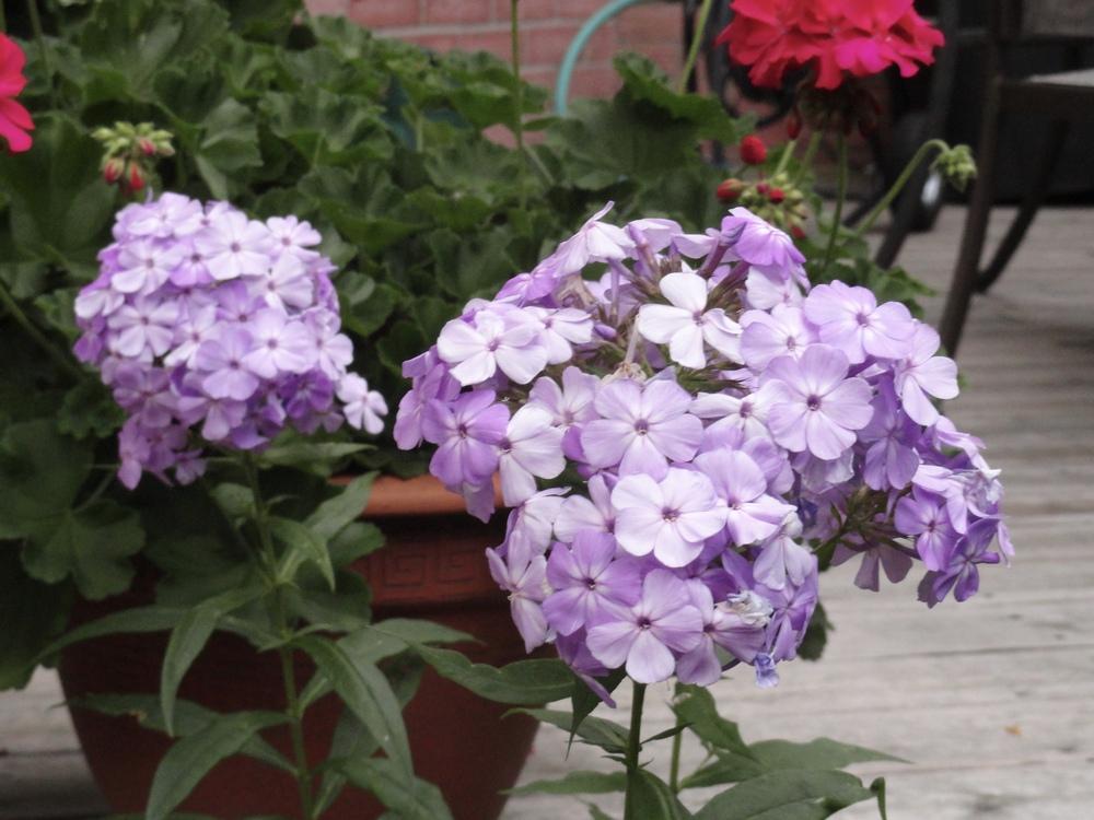 Perennials Forum Favourite Perennials In My Canadian Garden Garden Org