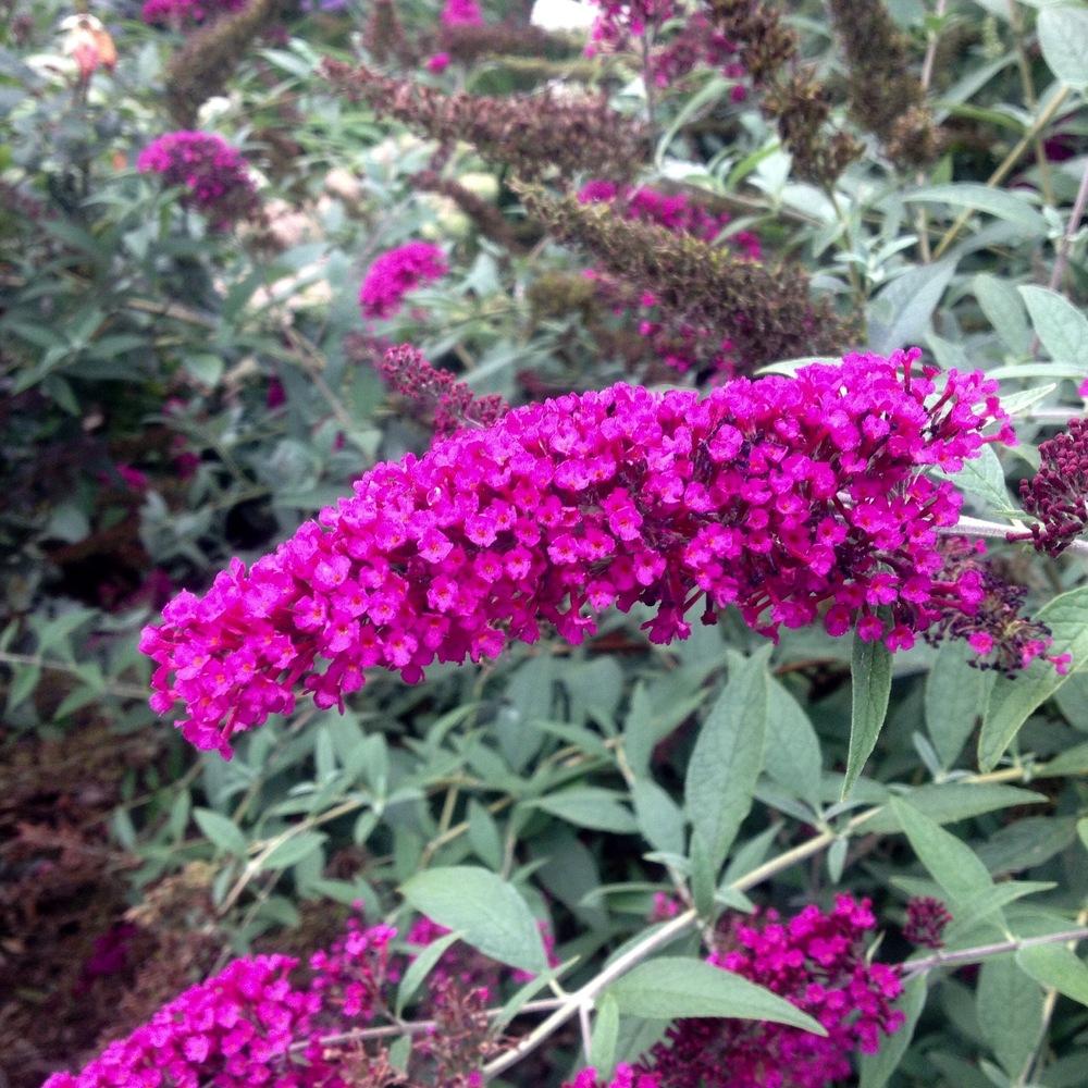 Butterfly Bushes Plant Care and Collection of Varieties