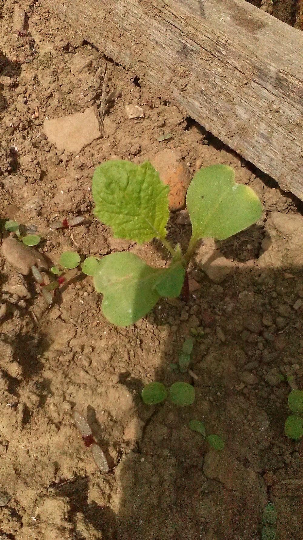 Turnips: Plant Care and Collection of Varieties - Garden.org