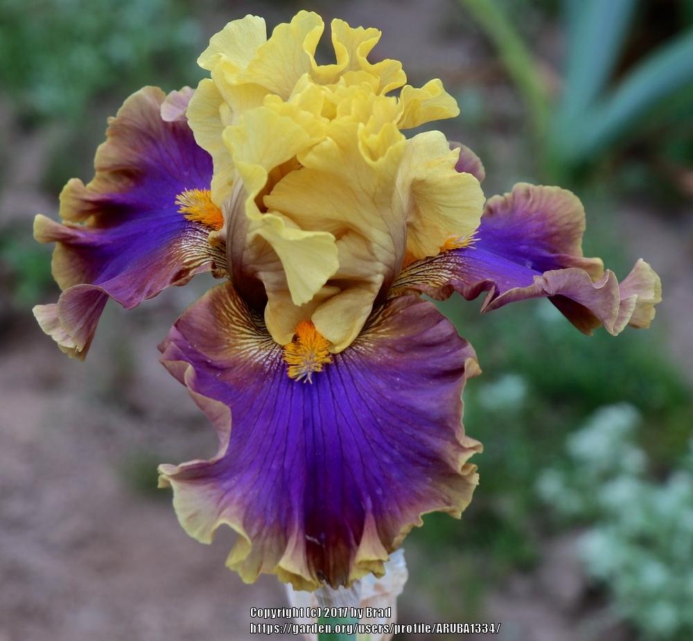 Photo of the bloom of Tall Bearded Iris (Iris 'Jazz Club') posted by