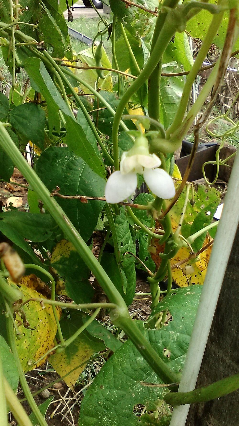 Beans Plant Care and Collection of Varieties