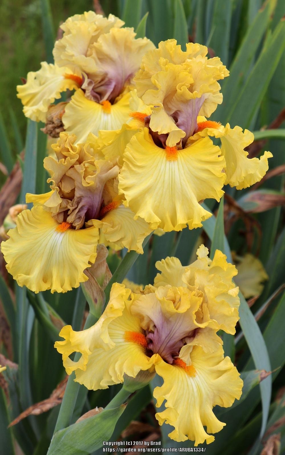 Photo of the bloom of Tall Bearded Iris (Iris 'Idle Rich') posted by