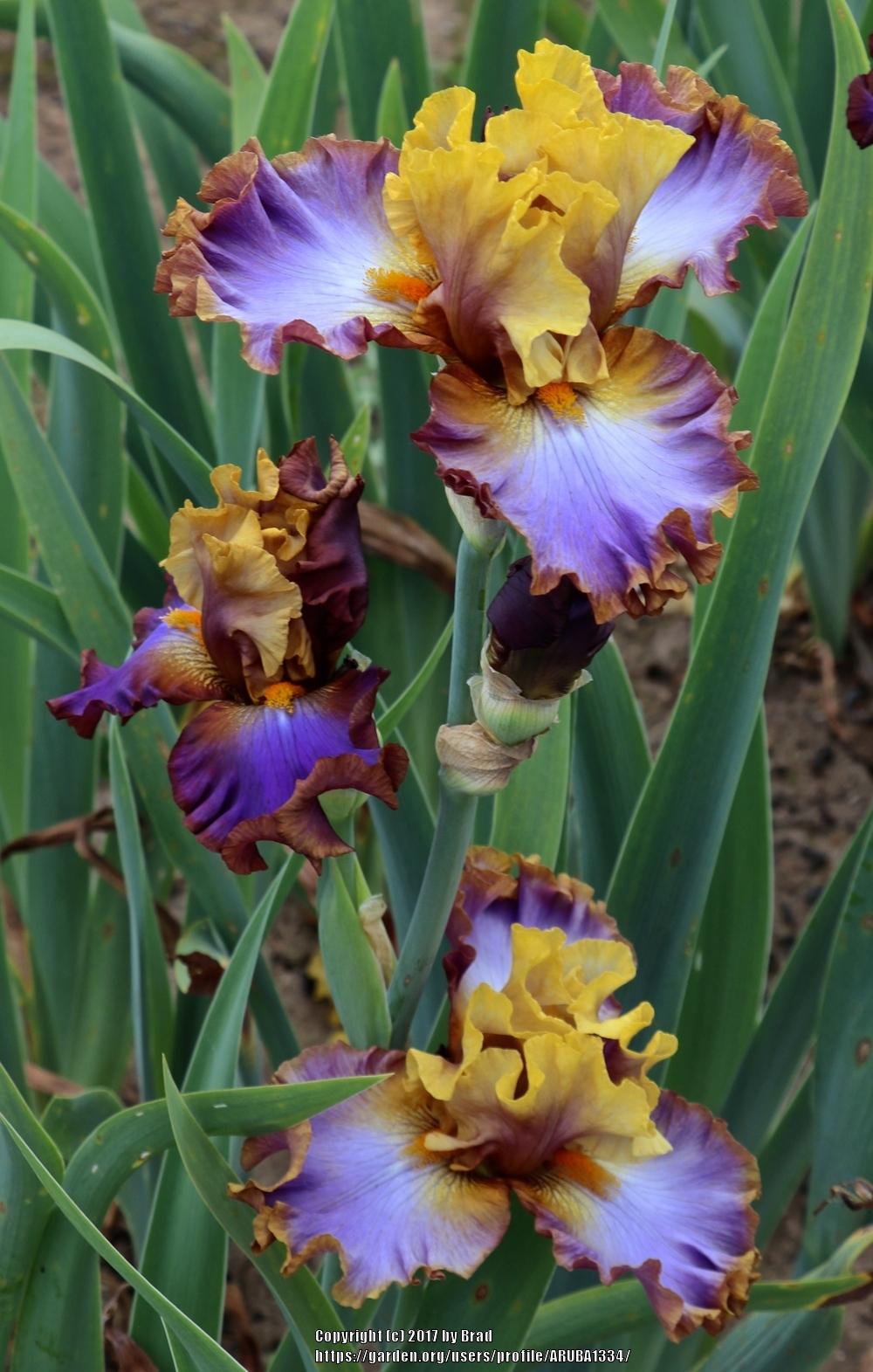 Photo of the bloom of Tall Bearded Iris (Iris 'Painted Love') posted by