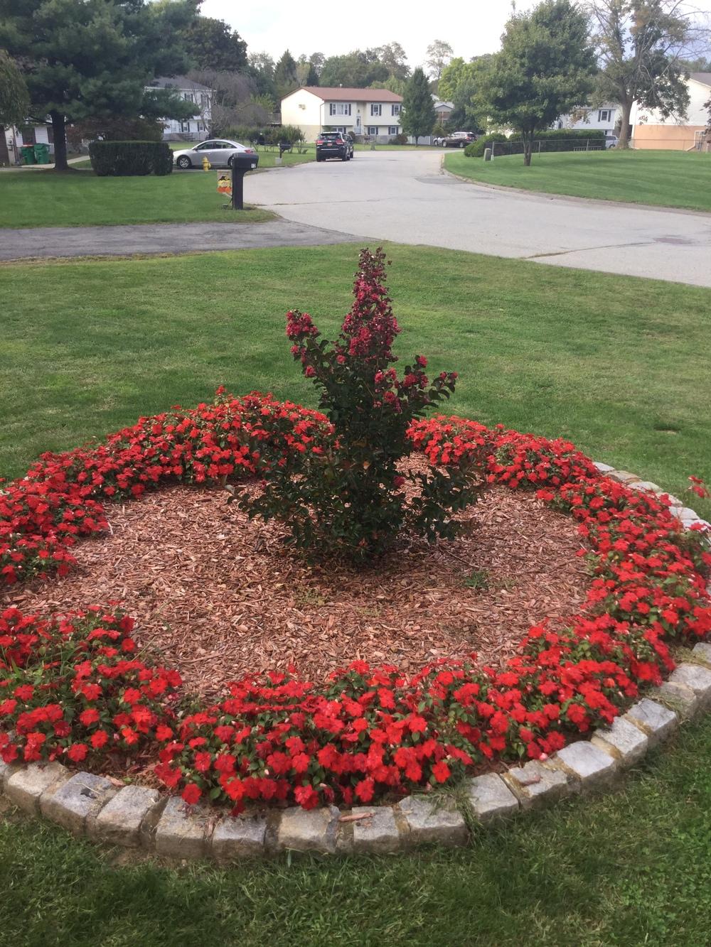 Crimson Crepe Myrtle