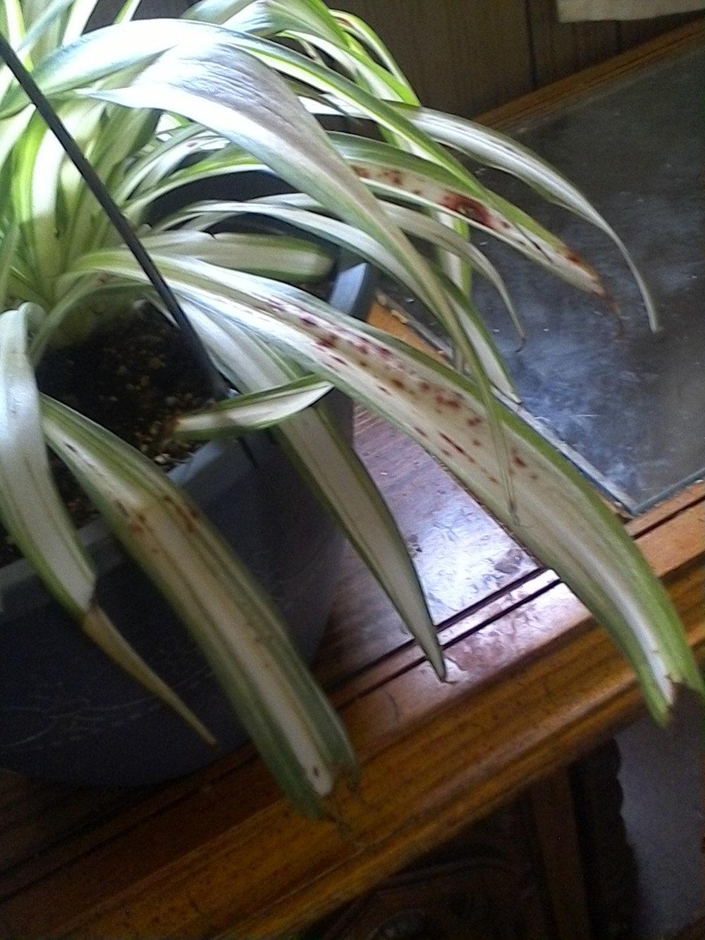 Help sick spider plant in the Houseplants forum