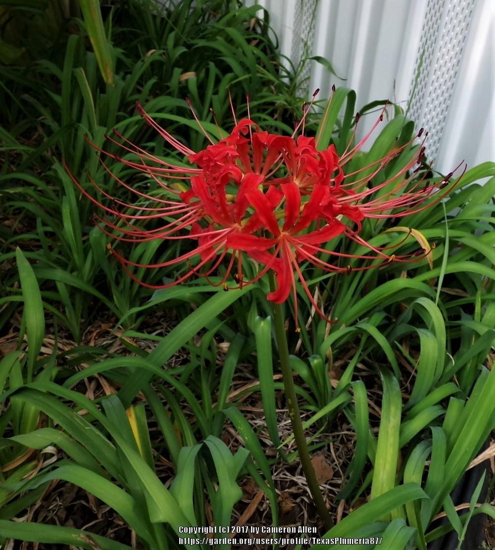 Surprise Lilies (Lycoris) Plant Care and Collection of Varieties