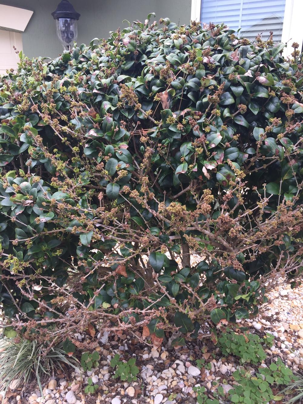 Diseased ligustrum in the Ask a Question forum