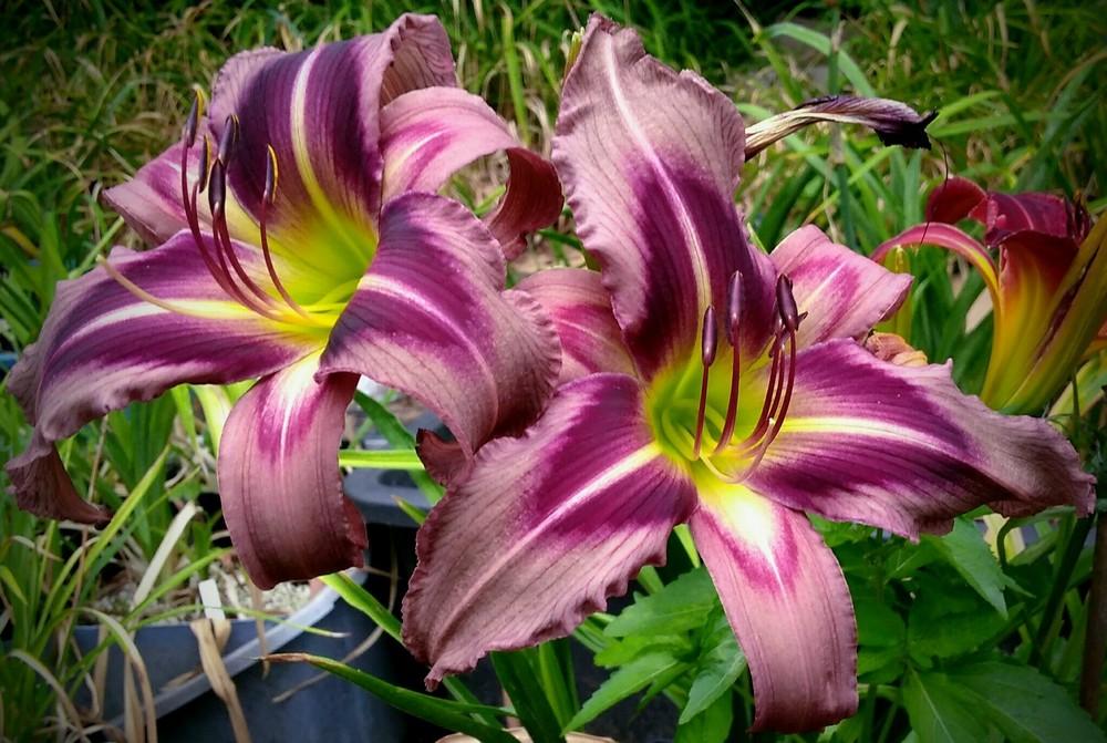 Daylily (Hemerocallis 'Starman's Quest') in the Daylilies Database