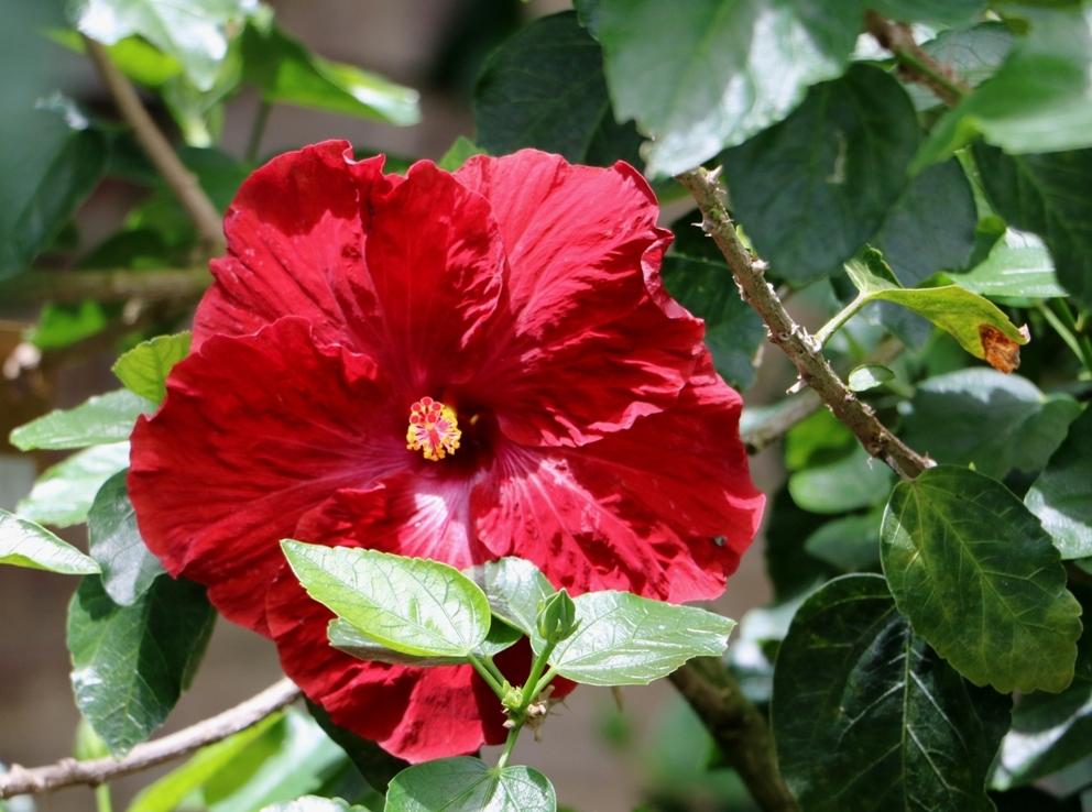 Tropical Hibiscus (Hibiscus rosasinensis 'Kiss and Tell') in the