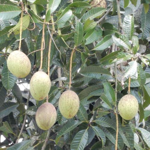 Horse Mango (Mangifera foetida) in the Mangoes Database