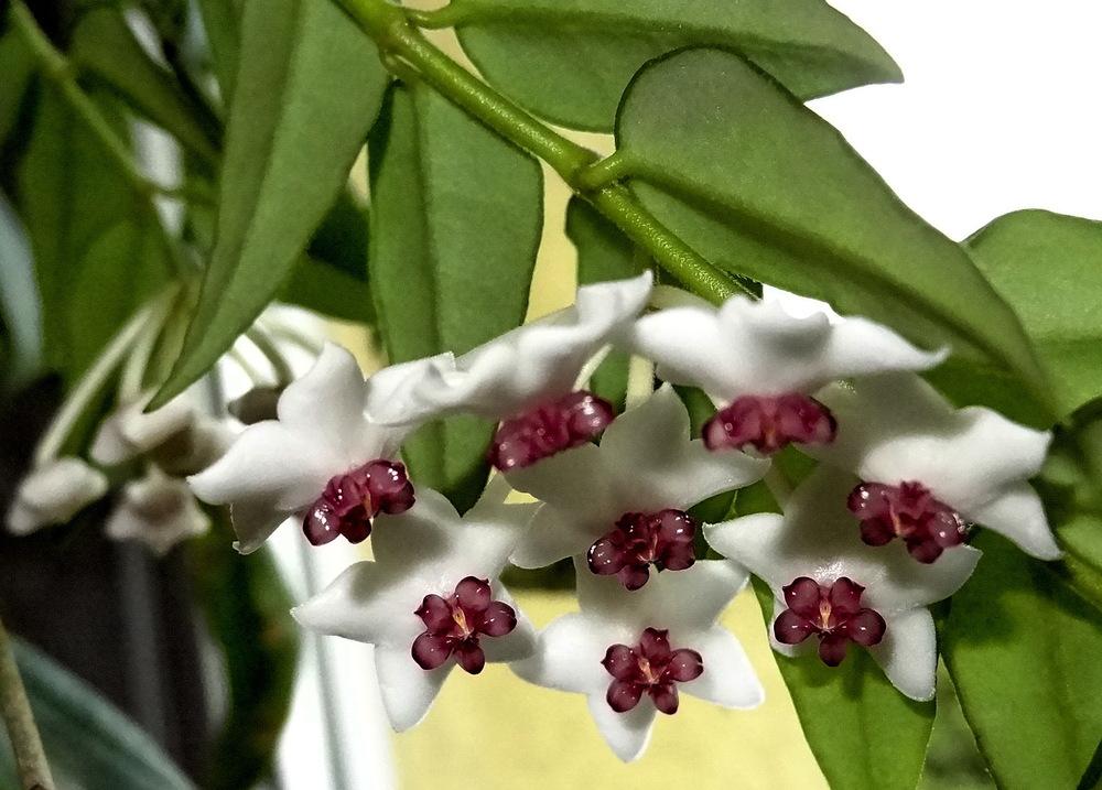 Photo of the bloom of Miniature Wax Plant (Hoya bella) posted by Orsola
