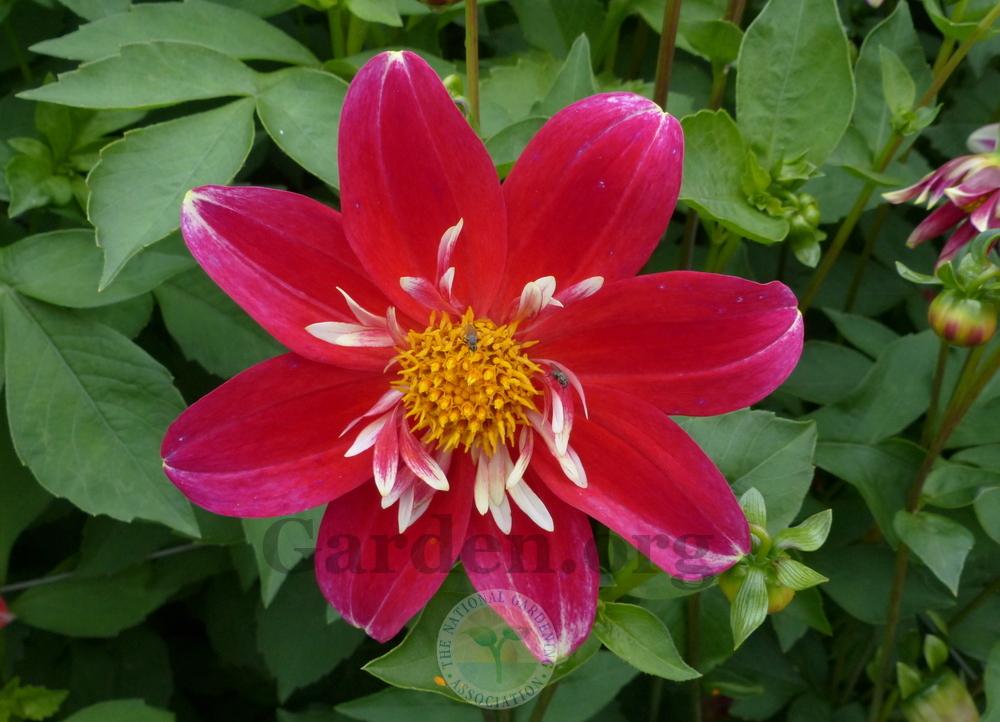 Dahlia 'Christmas Carol' in the Dahlias Database - Garden.org