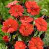 Photo courtesy of Santa Rosa Gardens. Used with permission.