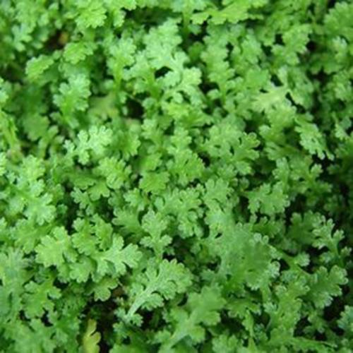 New Zealand Brass Buttons (Cotula squalida)