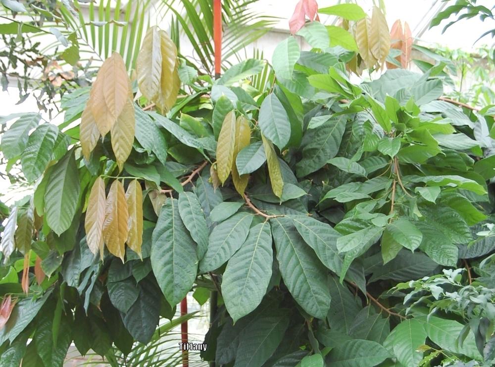 Photo of the leaves of Cocoa Tree (Theobroma cacao) posted by