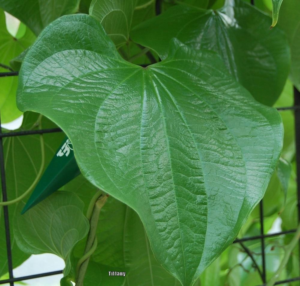 Photo of the leaves of Wild Mexican Yam (Dioscorea mexicana) posted by purpleinopp